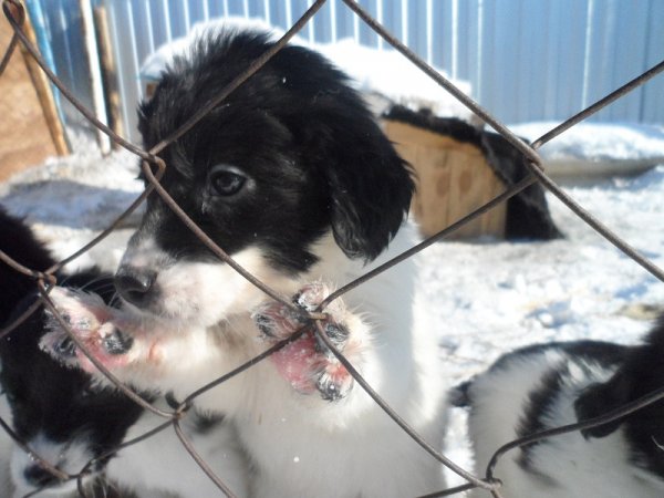 В Рубцовске появилась надежда на полное решение проблемы бродячих собак