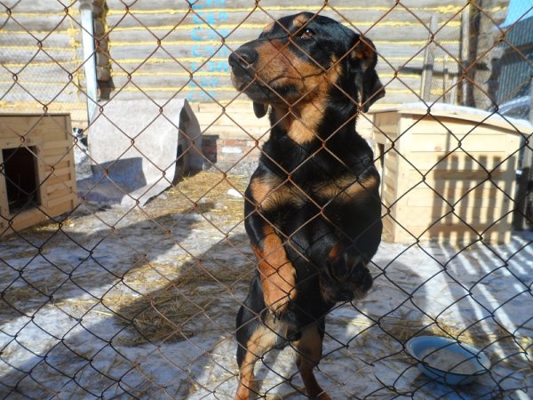 В Рубцовске появилась надежда на полное решение проблемы бродячих собак