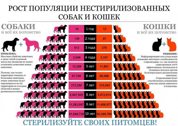 В Рубцовске стартует акция по бесплатной стерилизации кошек