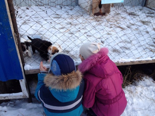 В Рубцовске школьники посетили приют для бездомных животных "Алиса"