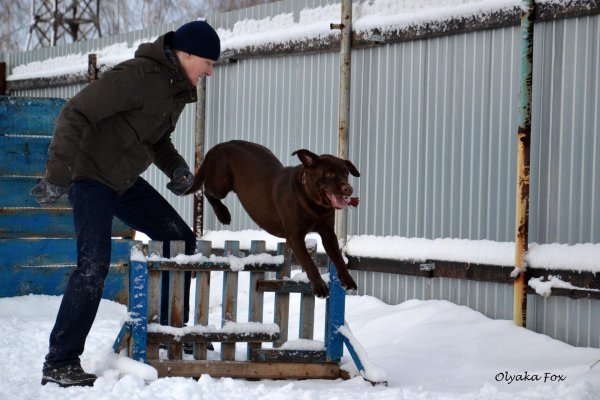 В Рубцовске состоялся чемпионат города по зимнему многоборью со служебными собаками