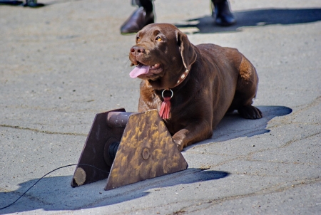 9 мая на площадке ГДК прошли показательные выступления собак «На страже наших рубежей»