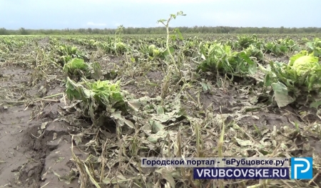 Град в Рубцовском районе уничтожил посевы овощей и поубивал птиц
