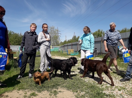 В День защиты детей клуб спортивного собаководства Рубцовска провел для школьников показательные выступления
