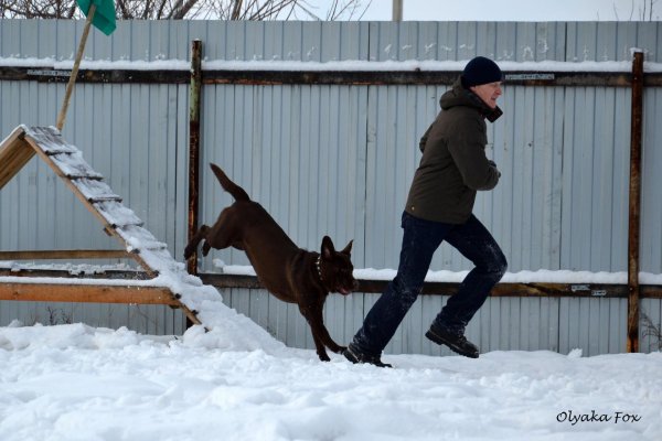 В Рубцовске состоялся чемпионат города по зимнему многоборью со служебными собаками
