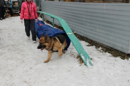 В Рубцовске прошли соревнования собак "Снежный десант 2017"