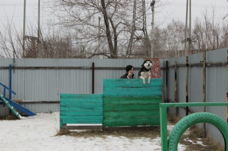В Рубцовске прошли соревнования собак "Снежный десант 2017"