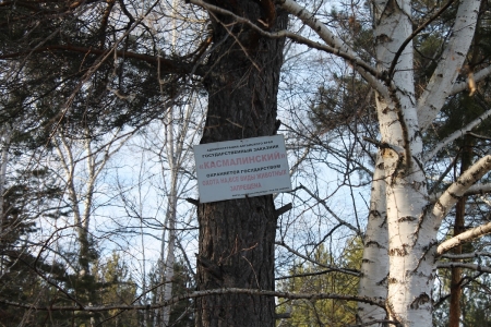 ОНФ призывает Рослесхоз принять меры по сохранению ленточных боров в Алтайском крае