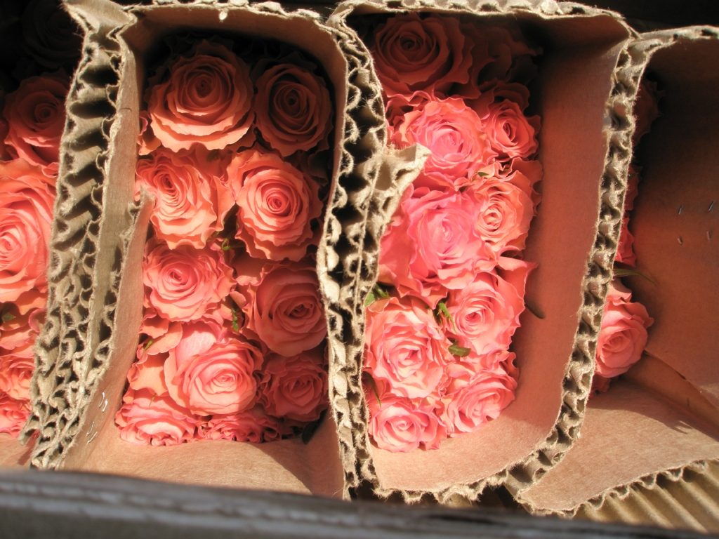 Цветы на срез. Упаковка роз для транспортировки. Транспортировка срезанных цветов. Срез розы.