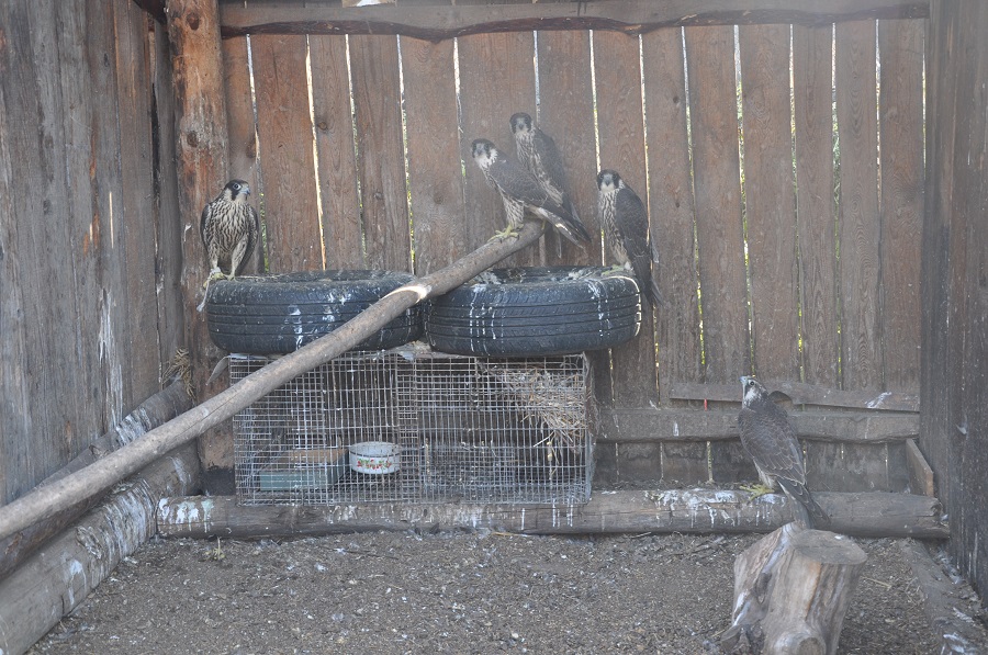 Алтайские пограничники пресекли контрабанду краснокнижных птиц