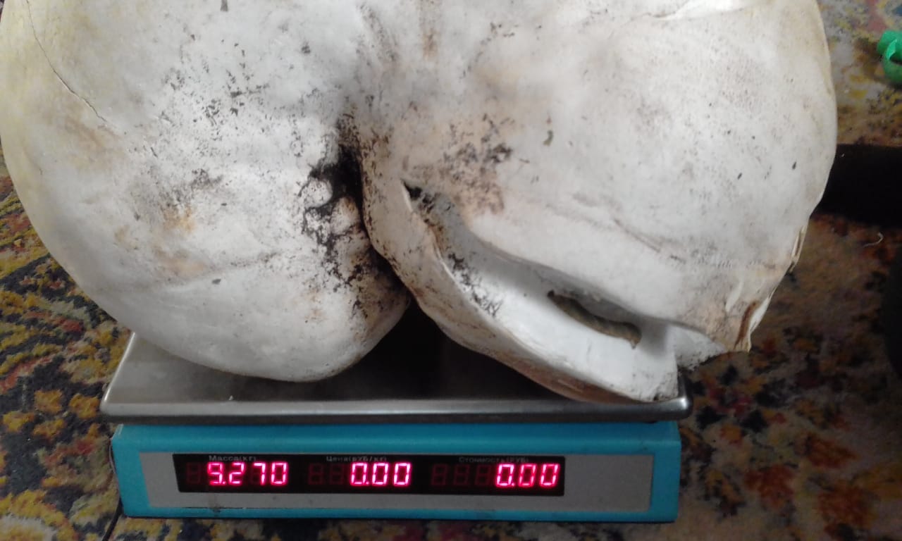 Житель Рубцовского района нашел гигантский гриб дождевик