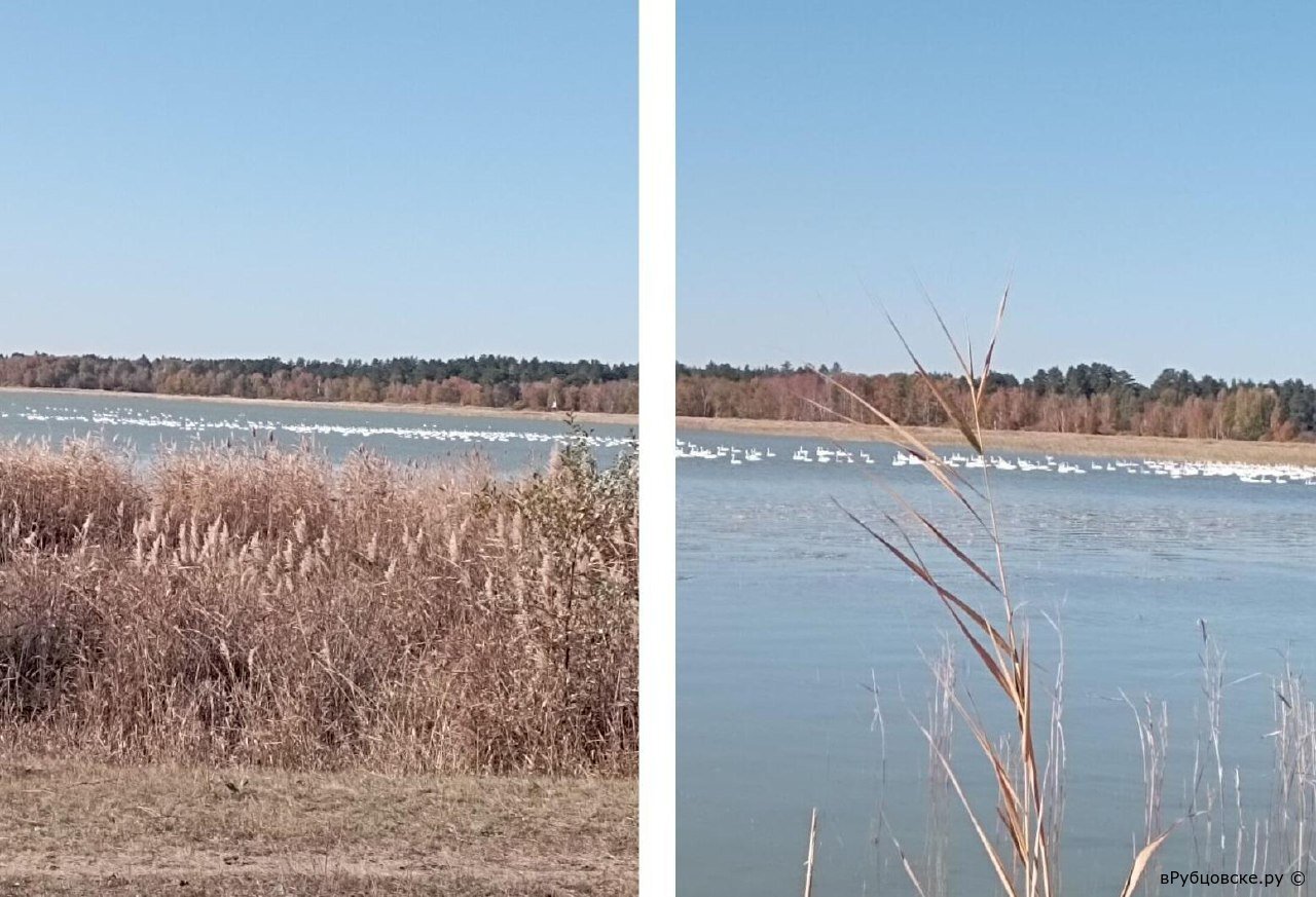 Сотни лебедей прилетели отдышаться в Алтайский край и аристократично плавают по озеру