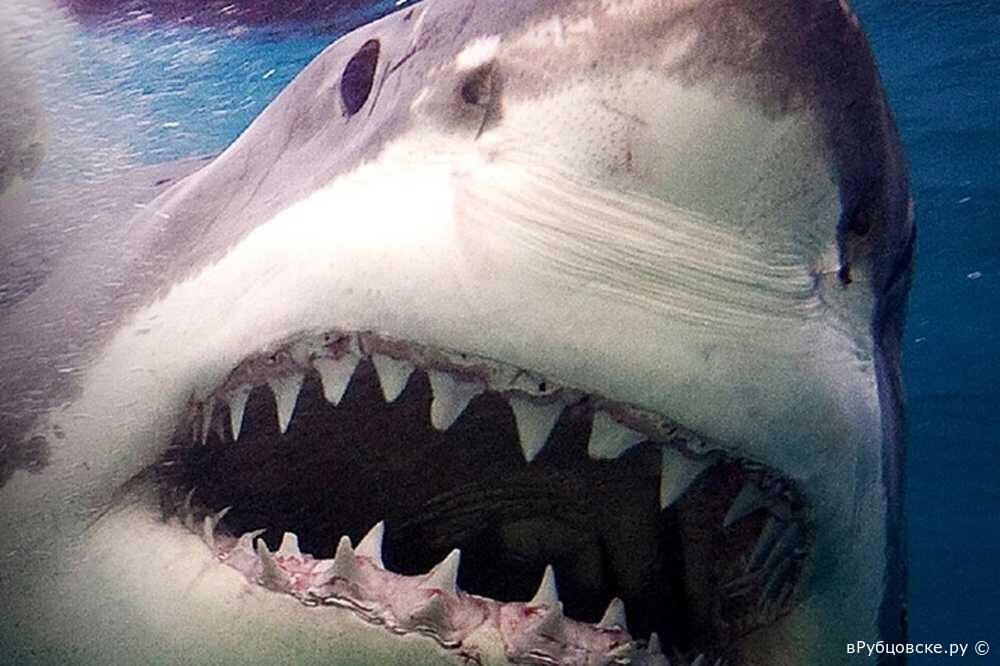 Почему акулы постоянно. Акула белая, акула-людоед, кархародон. Укус большой белой акулы.