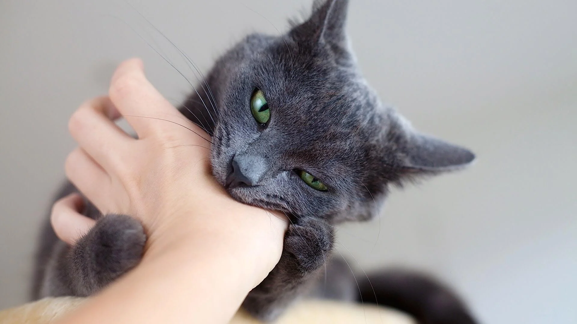 Почему кошка кусает человека: 5 простых советов, как отучить питомца от  этого