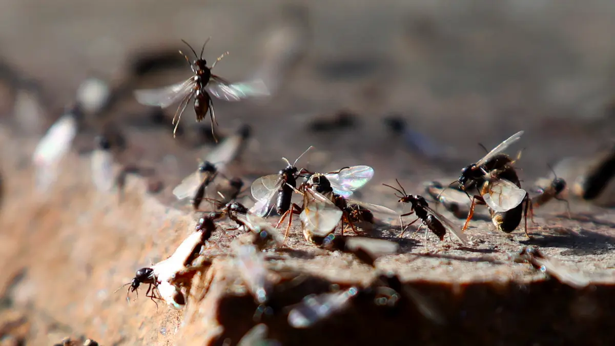 Летающие муравьи. Летучие муравьи. Летающие муравьи в Индии]. Родина обычных муравьёв.
