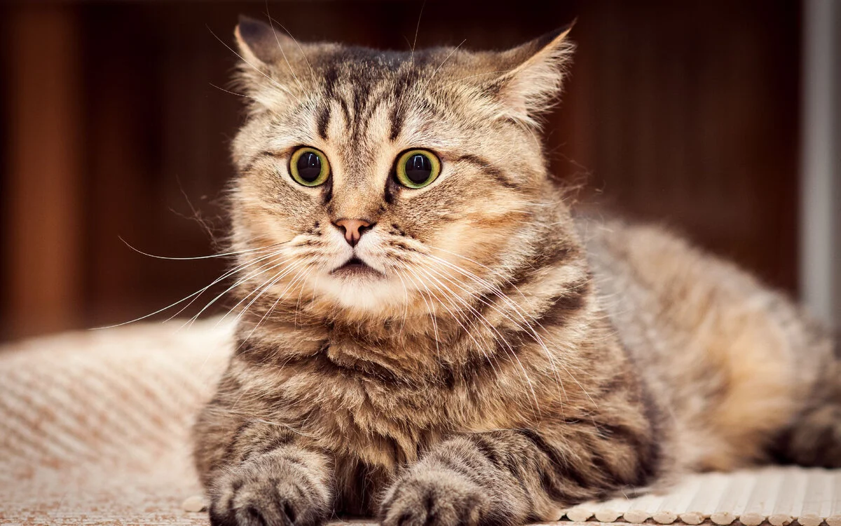 Почему нельзя брать кошку «за шкирку»: многие хозяева об этом не знают