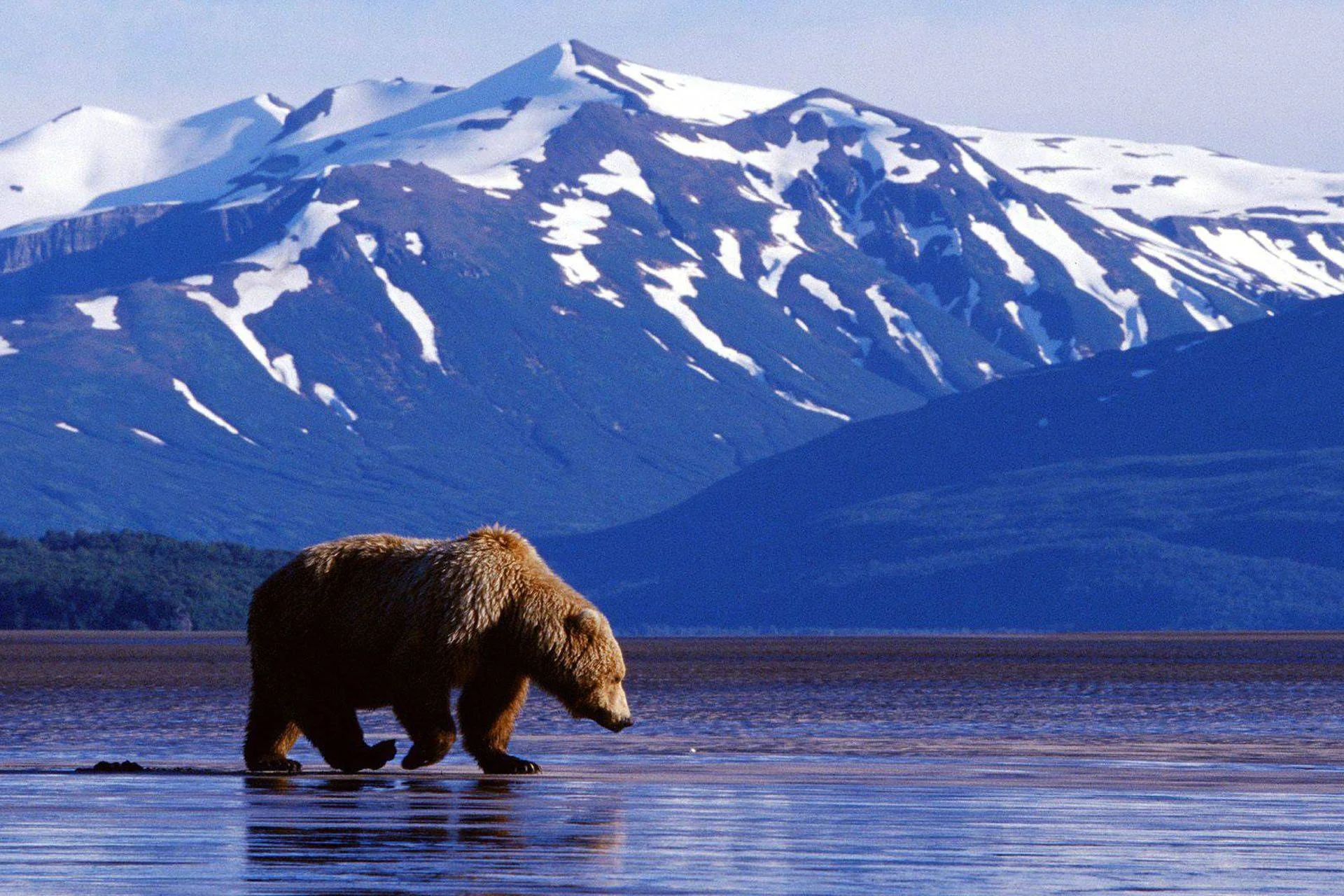 Обитатели аляски. Северная Америка медведь Гризли. Медведь Гризли на Аляске. Национальный парк Денали Аляска. Гризли североамериканский бурый медведь.