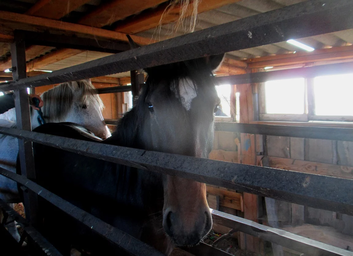 Табун лошадей пытались незаконно провезти через границу в Алтайском крае